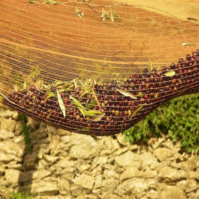 HDPE Agriculture Fruit/Olive Net/Harvest Nets/Collection/Collecting Net