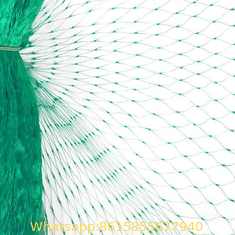 UV stabilized plastic agricultural anti bird netting for orchard/garden/fruit tree
