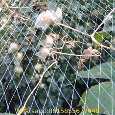 high quality bird netting near me and pe pp plastic anti bird net
