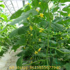 Agricultural Farming Climbing Plant Support Net