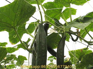 Agricultural Farming Climbing Plant Support Net
