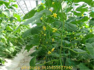 tomato used PE green plastic support net /plant climbing net on hot sale