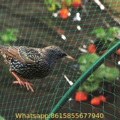 HDPE Transparent Agricultural Anti bird net, anti bird netting