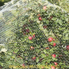 Agriculture Anti-Bird Net in 2cm or 2.5mm Hole Size