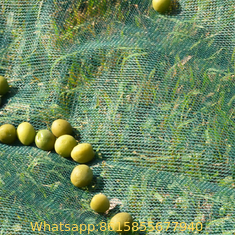 Dark Green Almond-Pistachio Nuts Collected Olive Gathering Net