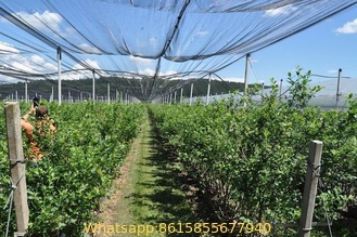 # 2021 PE with UV 53gsm white color agriculture apple tree anti hail net, anti hail netting
