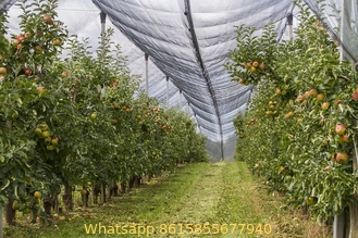 PE with UV 53gsm white color agriculture apple tree anti hail net