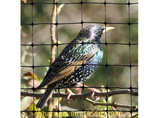 Bird & Aviary Netting for Plants & Gardens