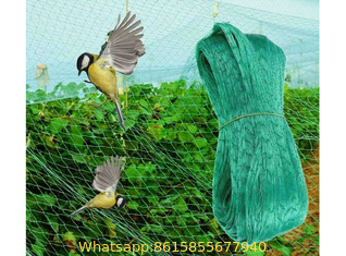 Garden Netting to Keep Birds Out