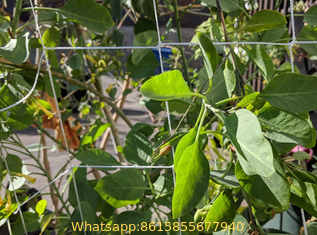 Vegetable Plant Supporting Net