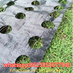 PP Weed Barrier Fabric to Amazon