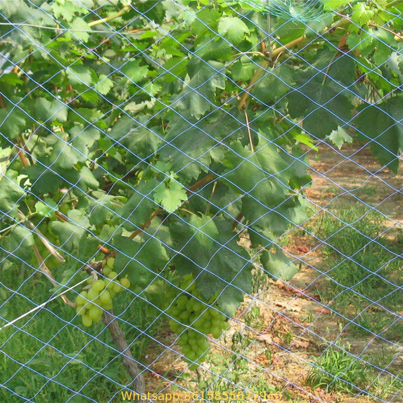 Agricultural anti-bird net / Invisible Anti bird net / Garden Vineyard