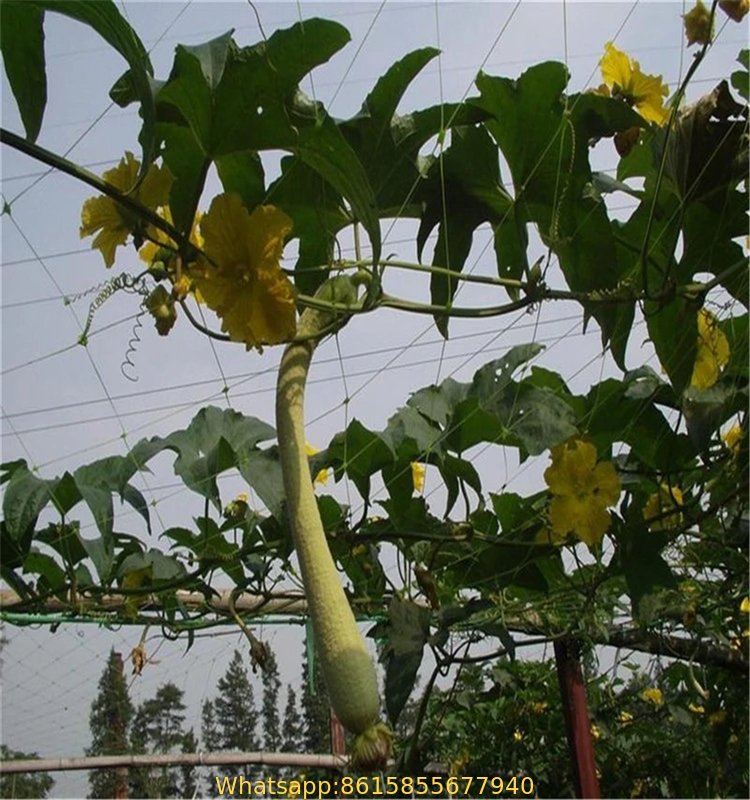 PP orchard plastic plants support trellis net for creeper plants crop