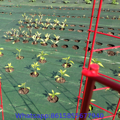 Biodegradable weed mat ,anti grass pp plastic plant ground cover