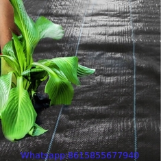 Agricultural garden black color Plastic Anti Weed Mat Plastic Mulch Film Ground Cover