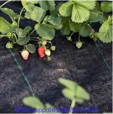 Factory Crazy Price PP garden ground cover fabric / anti weed control mat 1*10m or 2*5m Fold into sheets