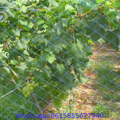 Agricultural anti-bird net / Invisible Anti bird net / Garden Vineyard