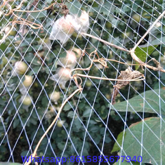 high quality bird netting near me and pe pp plastic anti bird net