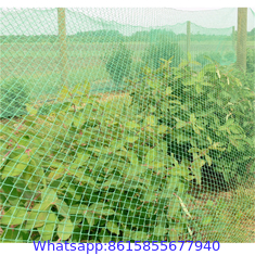 white agricultural anti insect net