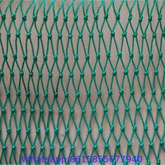 olive tree collect harvest netting