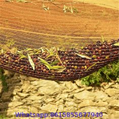 Ripe season olive collection olives harvest nets for farms