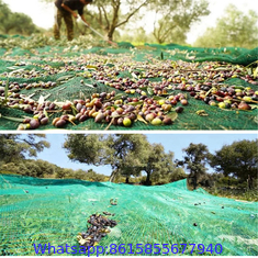 Knitted agriculture olive tree net for catching olive
