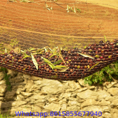 orchard fruits harvesting mesh network olive tree net collect