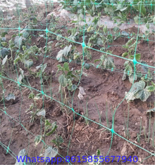 Trellis Plants Climbing Fruit Net Vegetables and Fruits Trellis Support