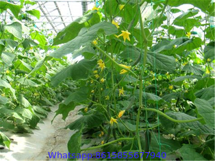tomato used PE green plastic support net /plant climbing net on hot sale