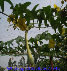 PP orchard plastic plants support trellis net for creeper plants crop