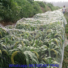 Extruded square agricultural anti bird protection net