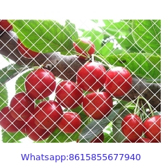 100% Vingin HDPE Knitting Anti-Bird Protection UV Stablised Plastic Net