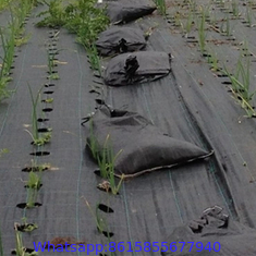 black ground cover/weed mat with holes for gardens