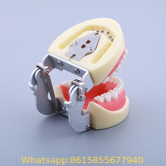 plastic material dental model, tooth model, teeth model