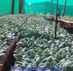 Agricultural Shade Net For garden