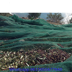 Olive falling fruit netting