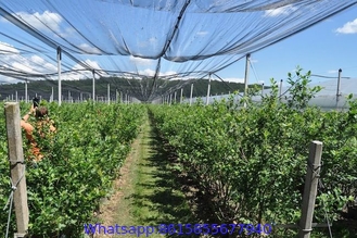 # 2021 PE with UV 53gsm white color agriculture apple tree anti hail net, anti hail netting