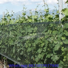 #2021 Factory supply anti-hail net / Hail Protection Net / apple tree Anti Hail net