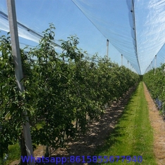 PE with UV 53gsm white color agriculture apple tree anti hail net