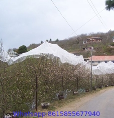 PE Anti Hail Net With UV For Agriculture Protection