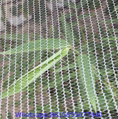 PE Anti Hail Net With UV For Agriculture Protection