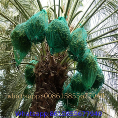 Date palm bag