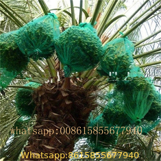 Date palm bag
