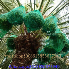 Date palm bag