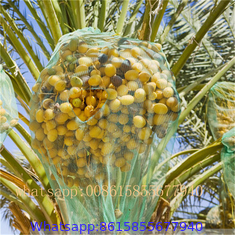 Date palm bag