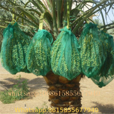 PE monofilament date palm bag with strong black rop