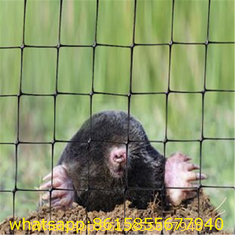 Economy PP Anti Mole Net/Net Against Mole/Mole Net