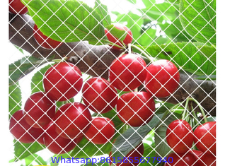 Anti-bird Netting in Agriculture UsingNets for Bird Barrier and Exclusion