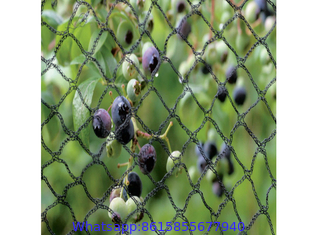 Fruit Tree Netting, Bird Netting For Fruit Trees