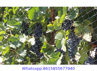 Vineyard Bird Netting, Bird Netting to Protect Grapes